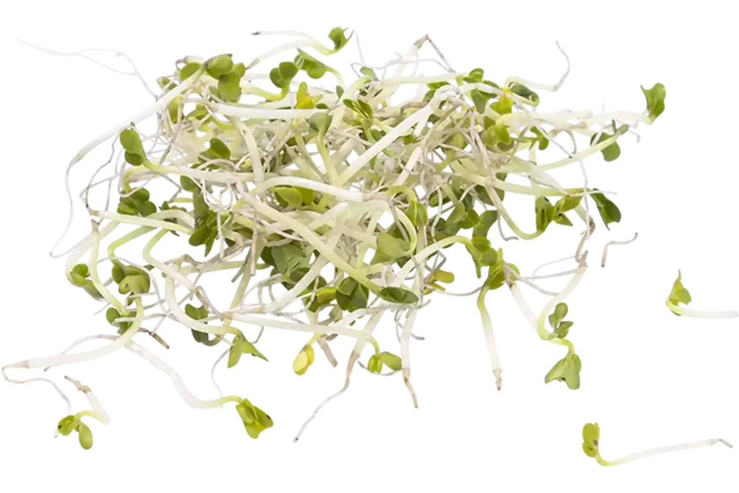 Broccolischeut 50gr