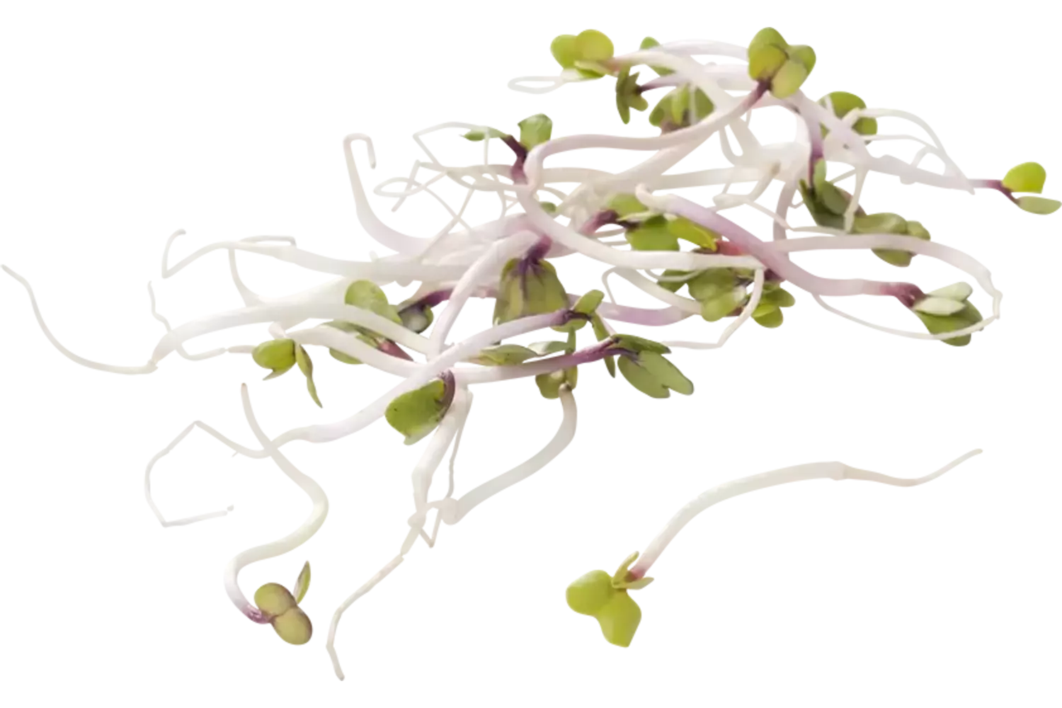China rose 100gr kist 8 stuks