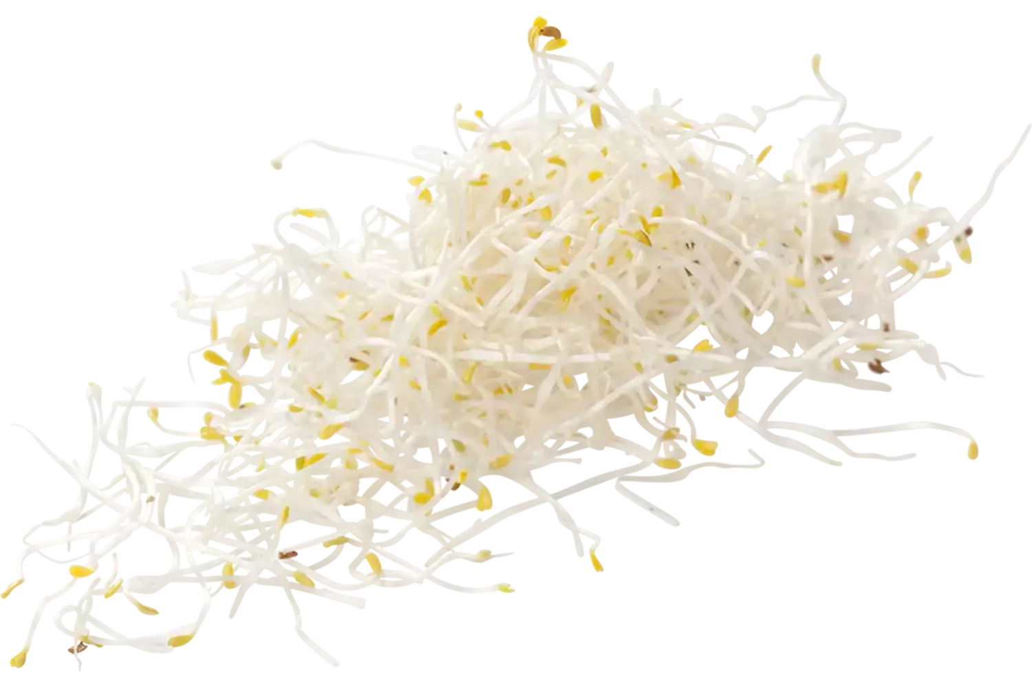 Alfalfa 100g pièce
