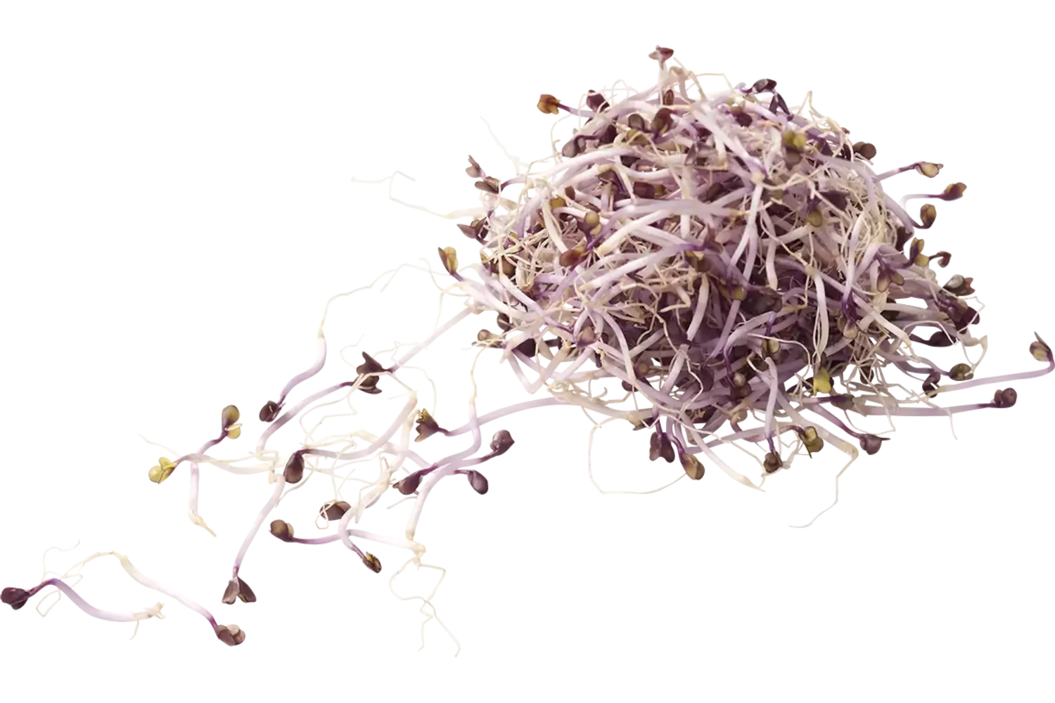 Red cabbage shoots 50gr piece
