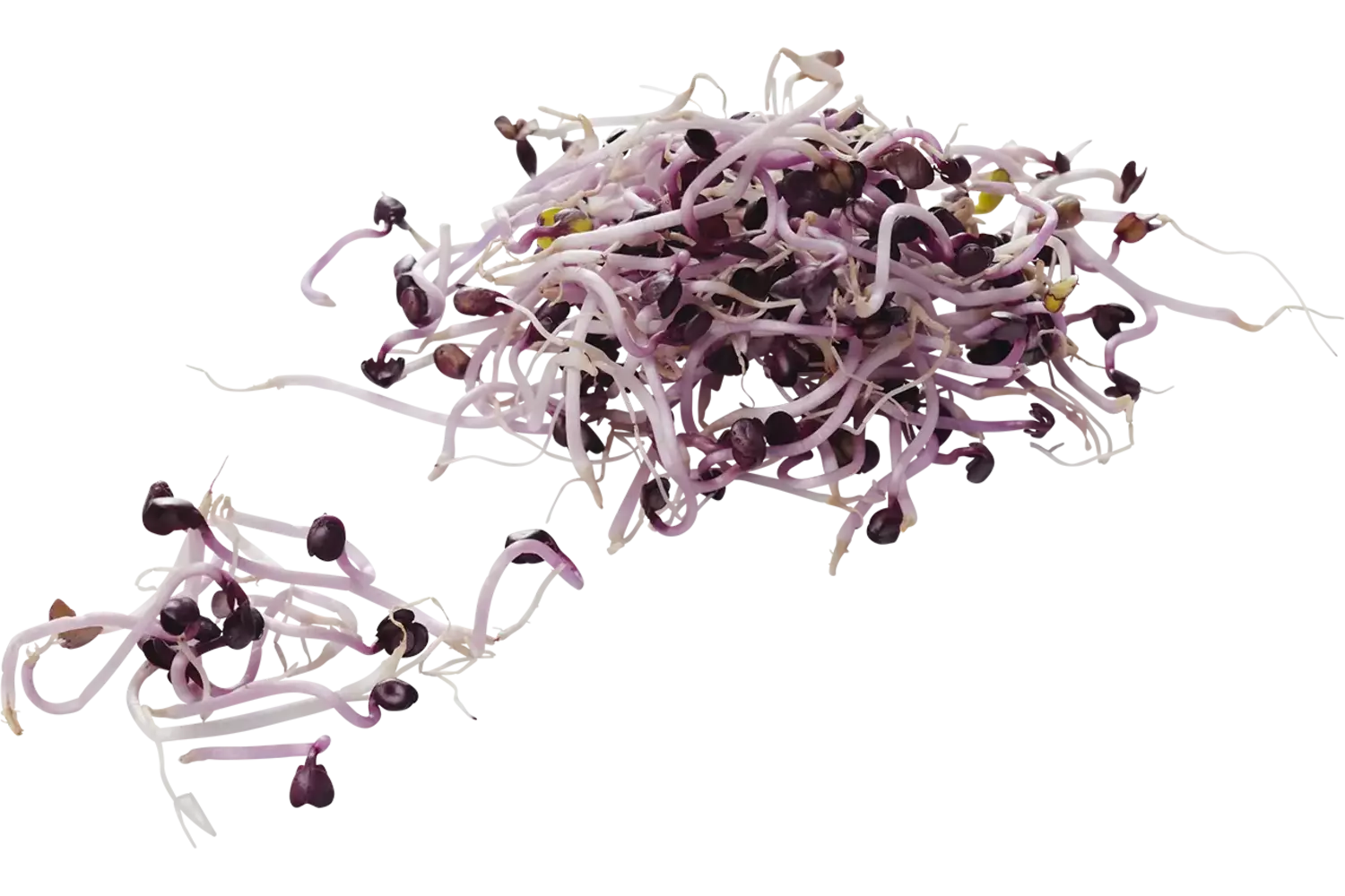 Sangoscheut - rode radijs 50gr stuk