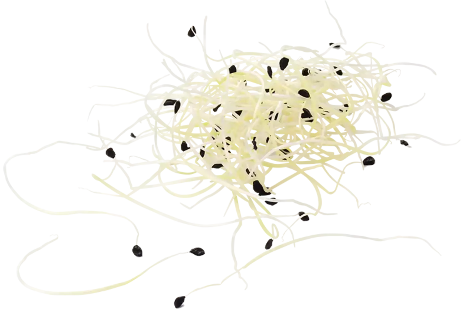 Garlic shoots 50 gr piece