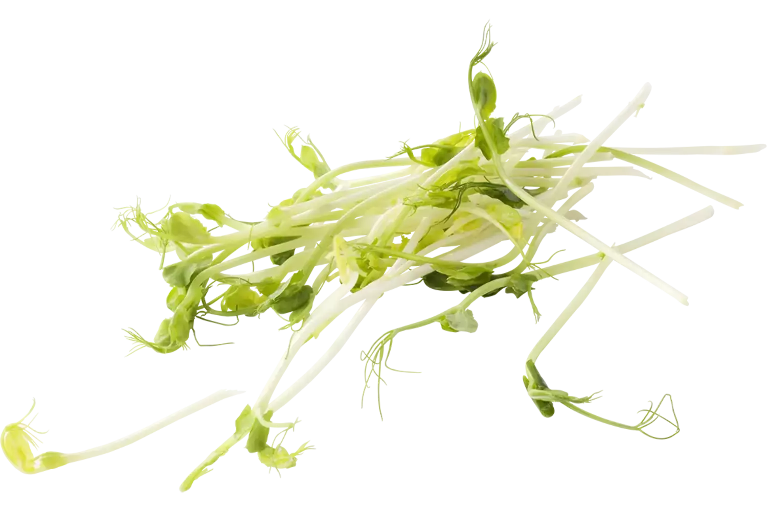 Green peez 100g caisse 8pc