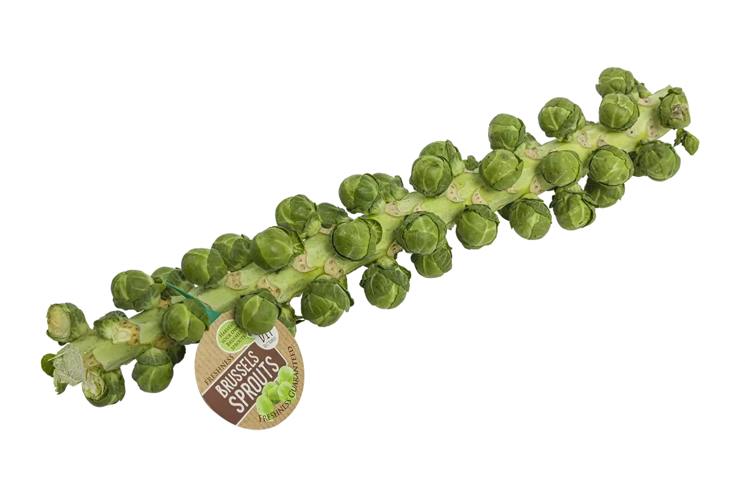 Spruiten aan de stok stuk