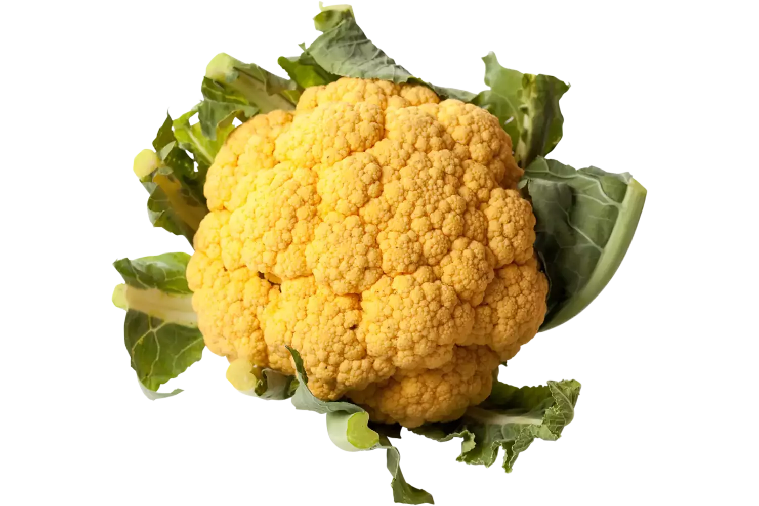 Cabbage orange piece