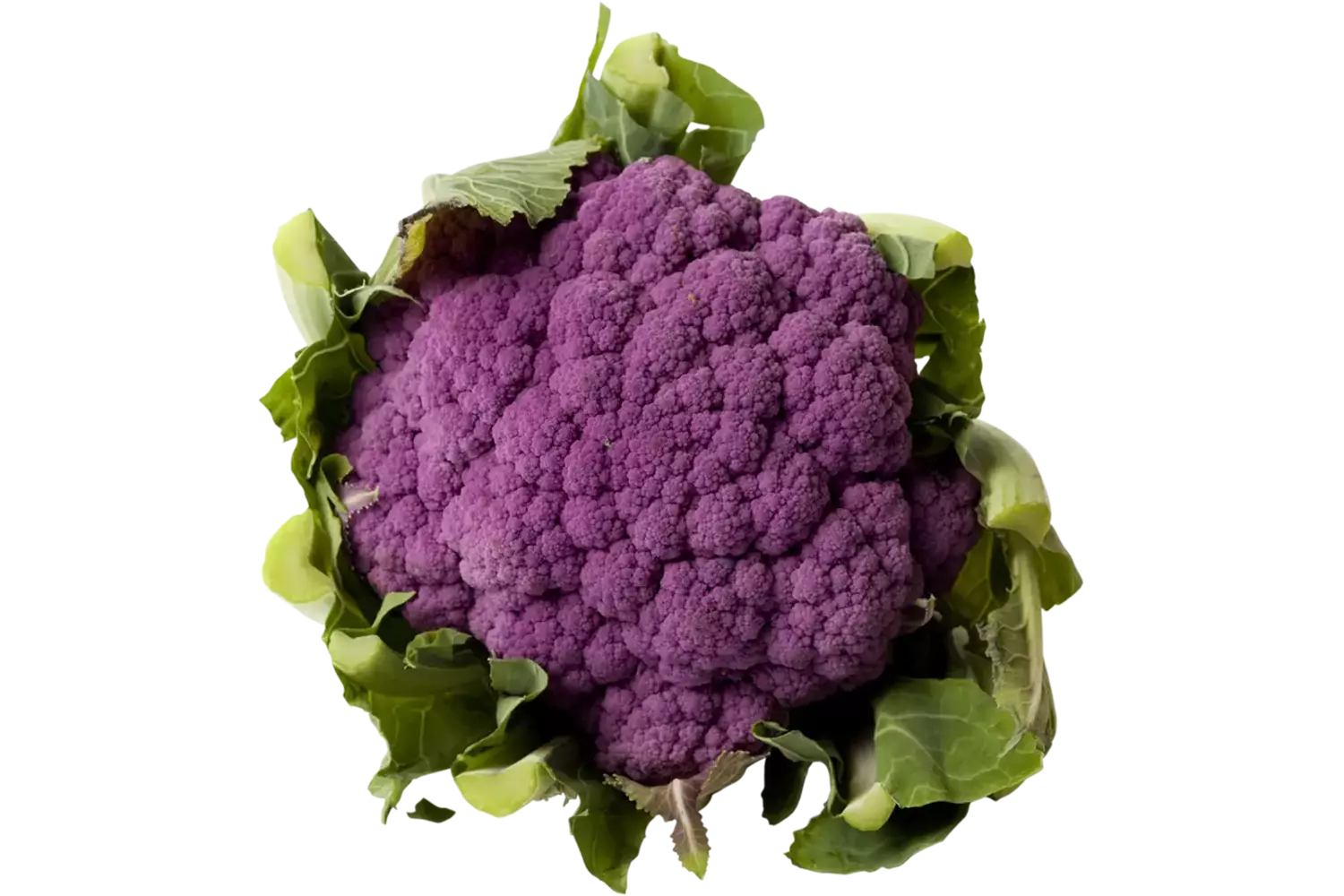 Chou fleur violet taille 6 pièce