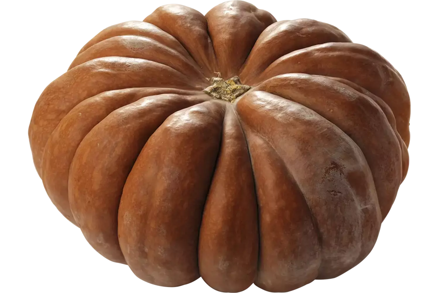 Pompoen muskaat ong 5 tot 7 kilo stuk