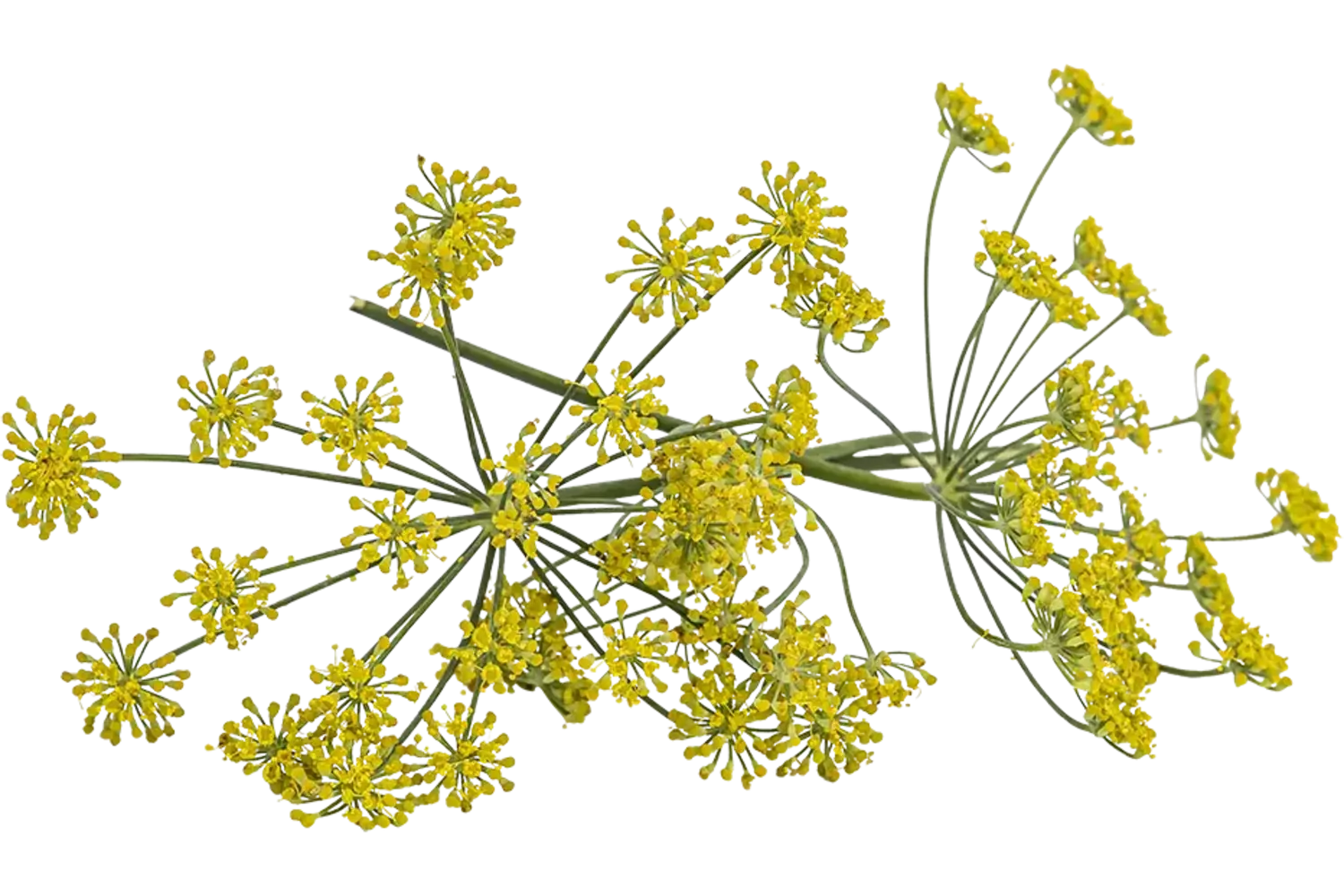 Edible flower Fennel flower 10pc piece