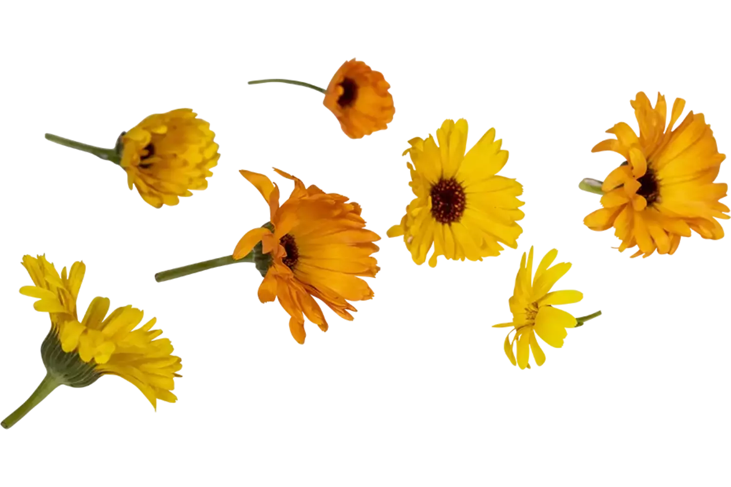 Eetbare bloem Goudsbloem  8st. stuk