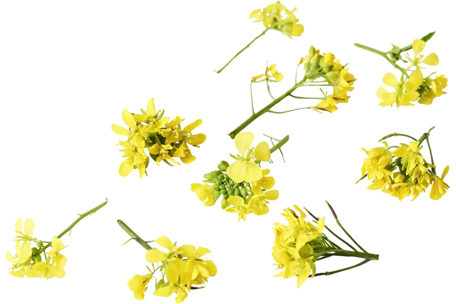 Edible flower Mustard flower 15pc piece