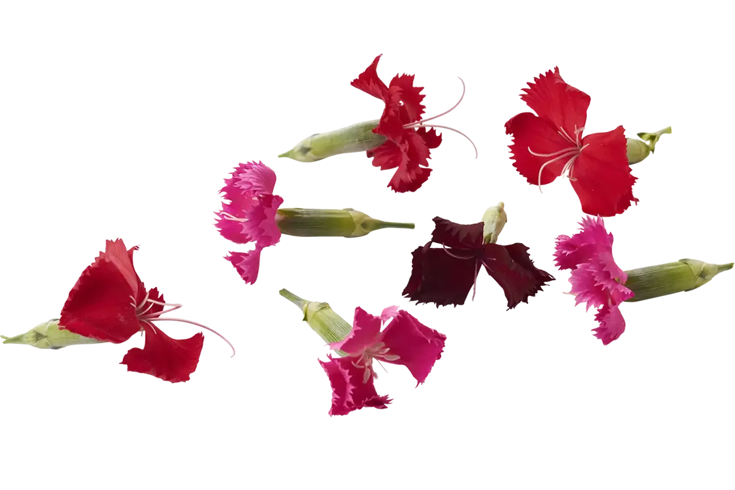 Eetbare bloem Anjer 30st. stuk