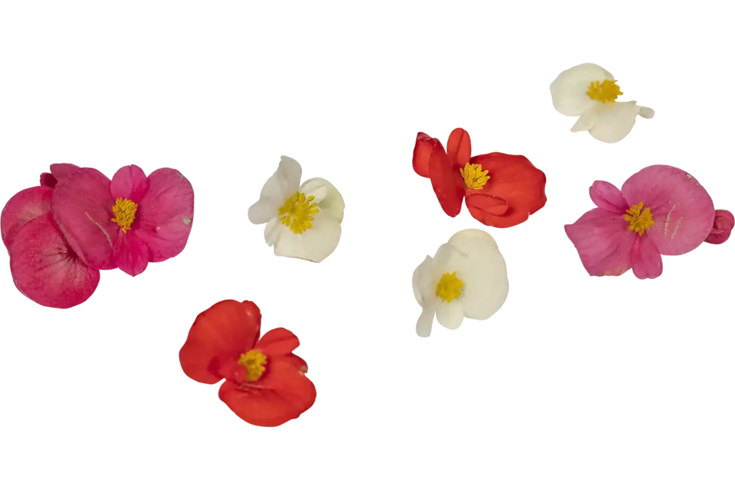Fleur comestible Bégonia 20pc pièce