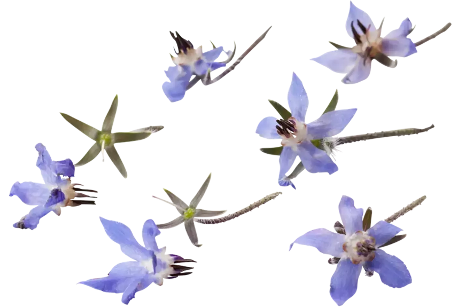 Eetbare bloem Borage blauw 20st. stuk