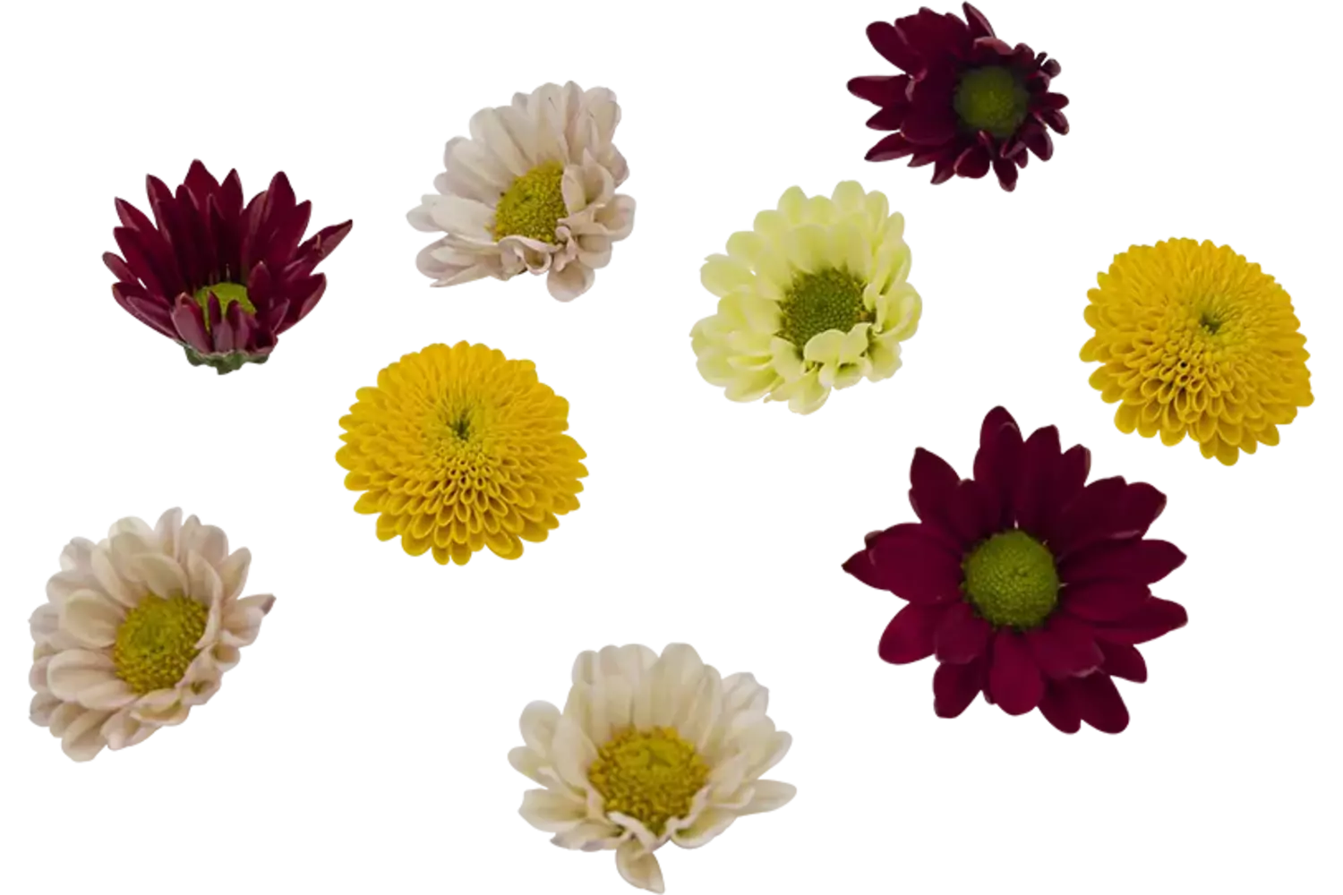Eetbare bloem Chrysant 20st. stuk