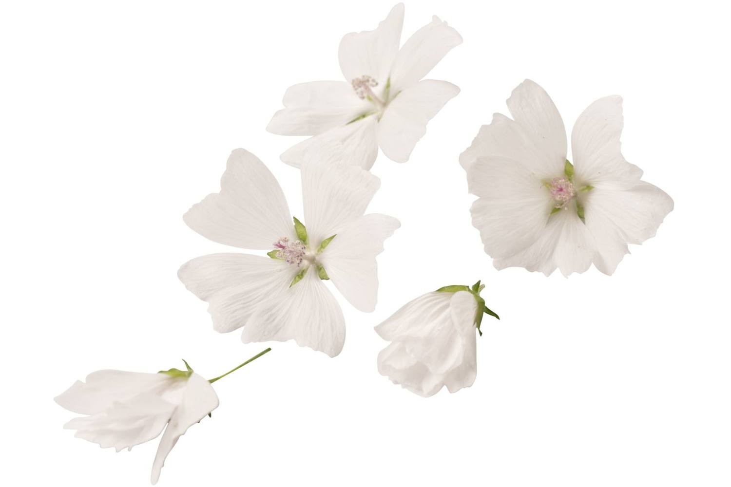 Eetbare bloem wit 20st. stuk 1