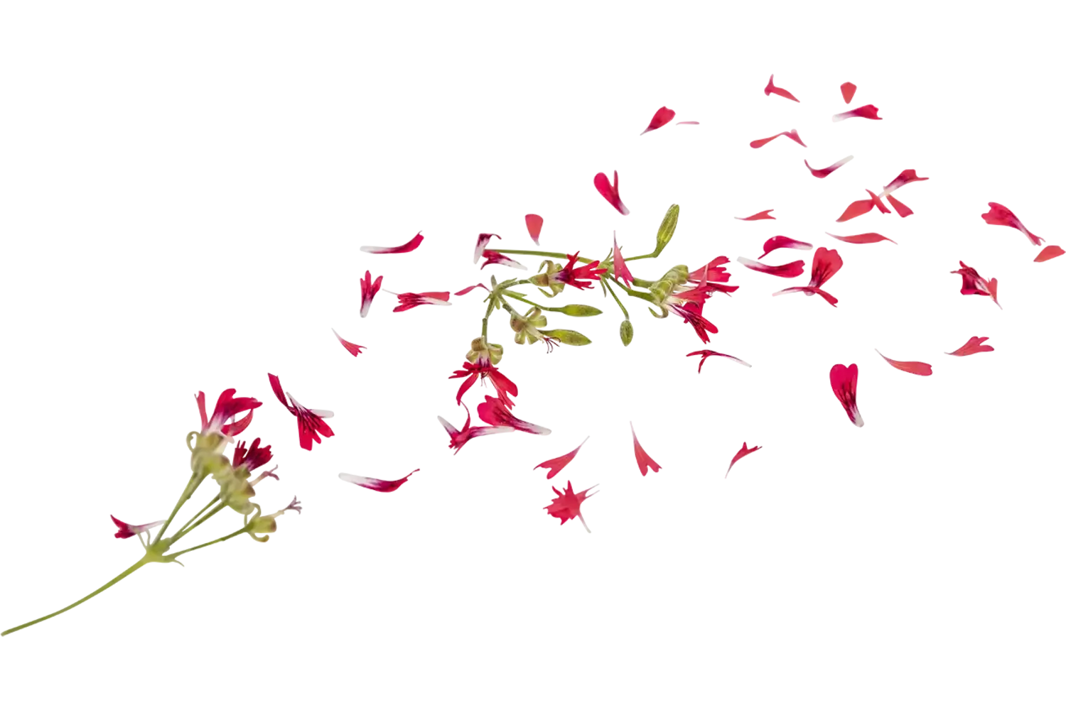 Eetbare bloem Hazelnoot Geranium 15st. stuk