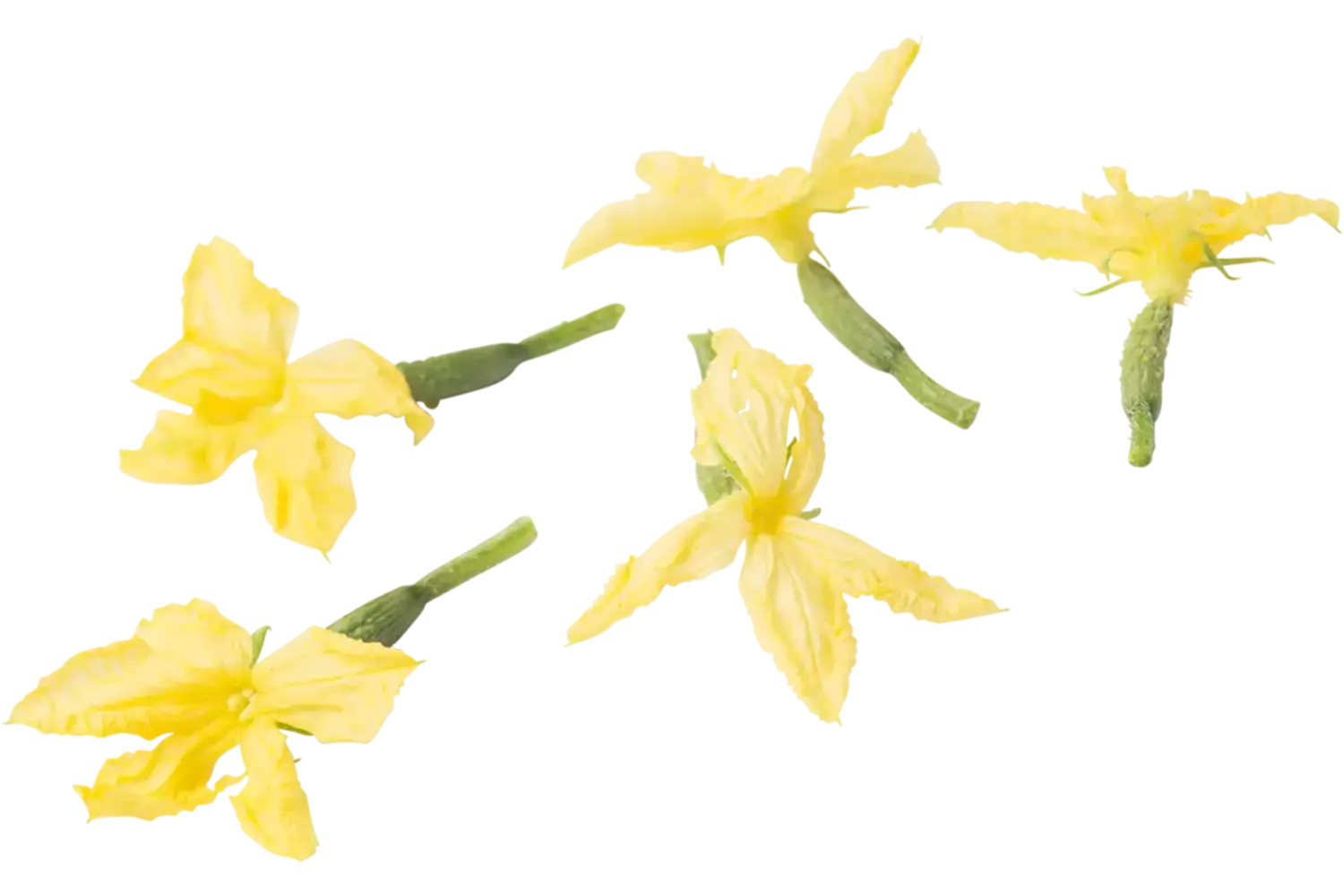 Fleur comestible fleur de concombre 20pc pièce