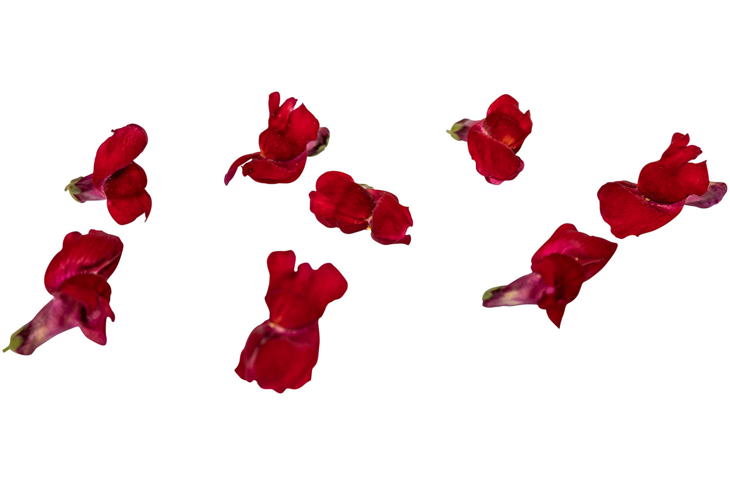 Eetbare bloem Leeuwenbekjes rood 20st. stuk 1