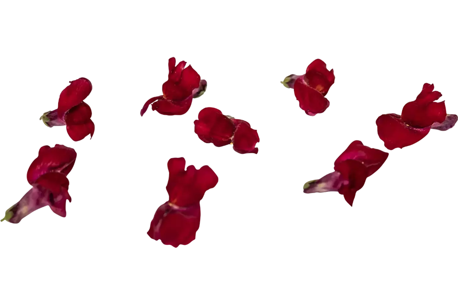 Eetbare bloem Leeuwenbekjes rood 20st. stuk