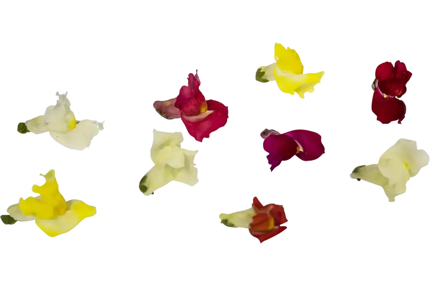 Eetbare bloem Leeuwenbekjes mix 20st. stuk