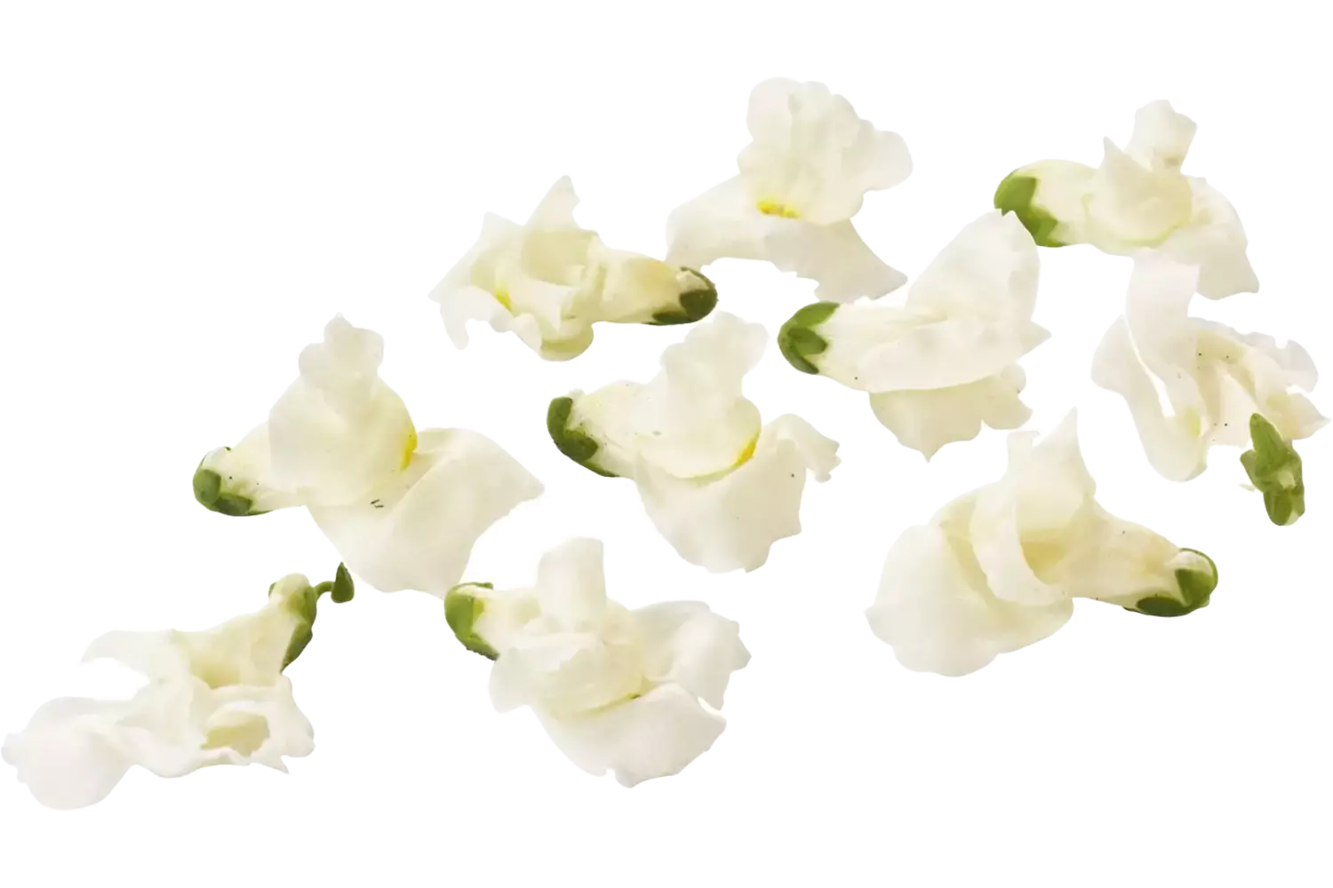 Eetbare bloem Leeuwenbekjes wit 20st. stuk