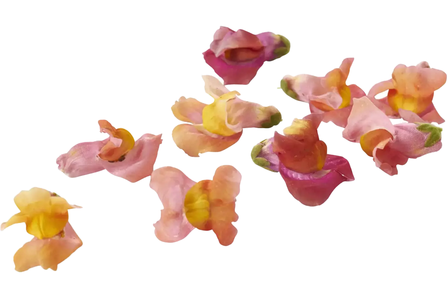Eetbare bloem Leeuwenbekjes bont 20st. stuk