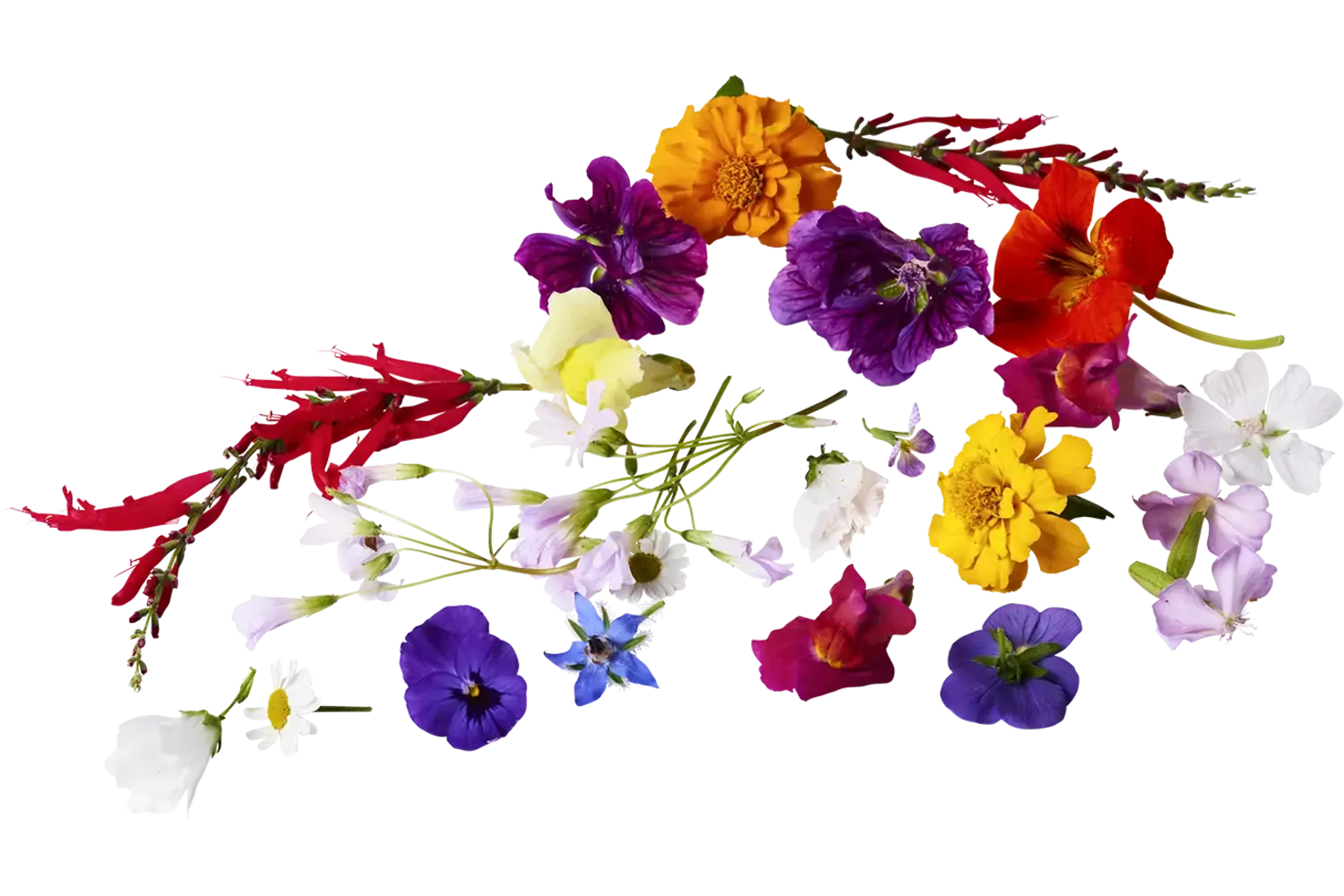 Edible flower mix large 35 pcs piece