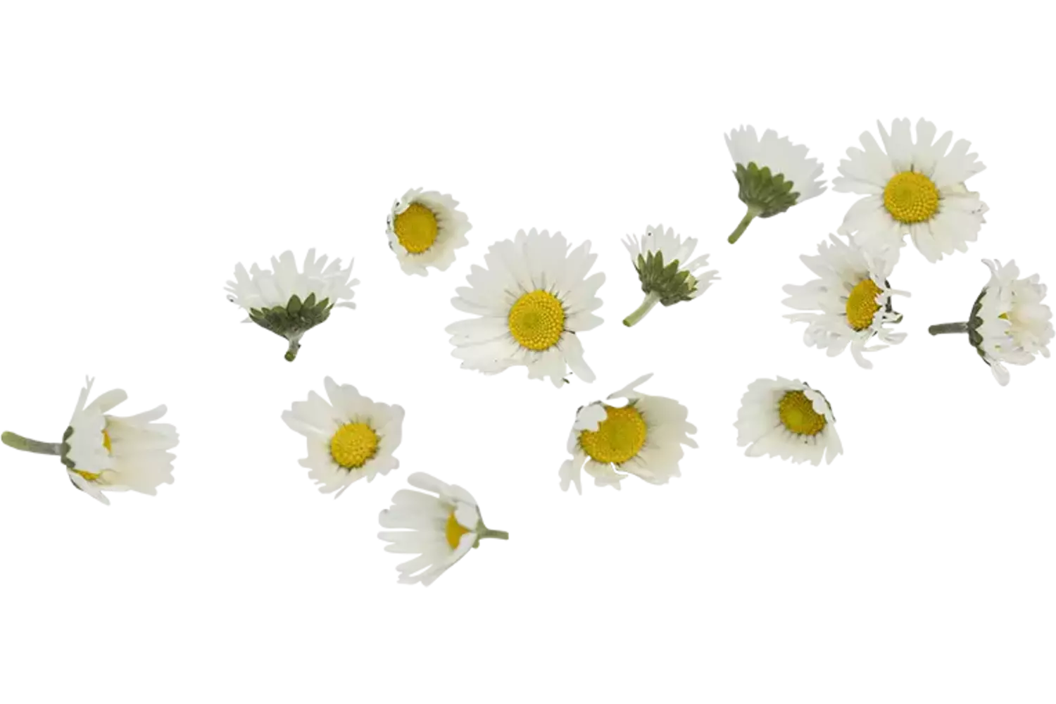 Eetbare bloem Madeliefjes 10st. stuk