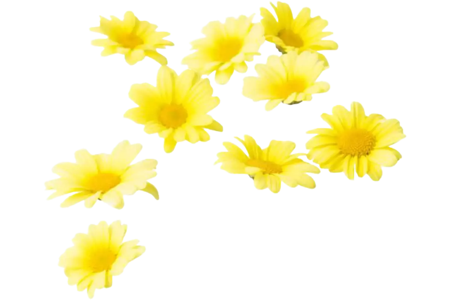 Eetbare bloem Madeliefjes +-- 30st stuk