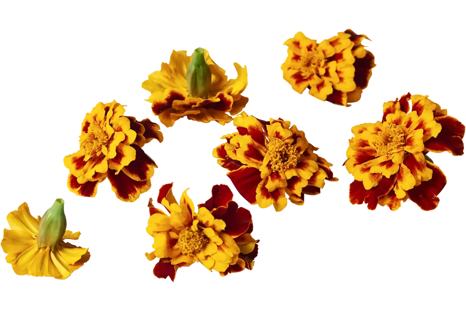 Eetbare bloem Afrikaantje Vlam 20st. stuk