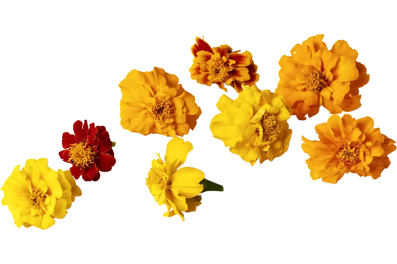 Eetbare bloem Afrikaantjes mix 20st. stuk
