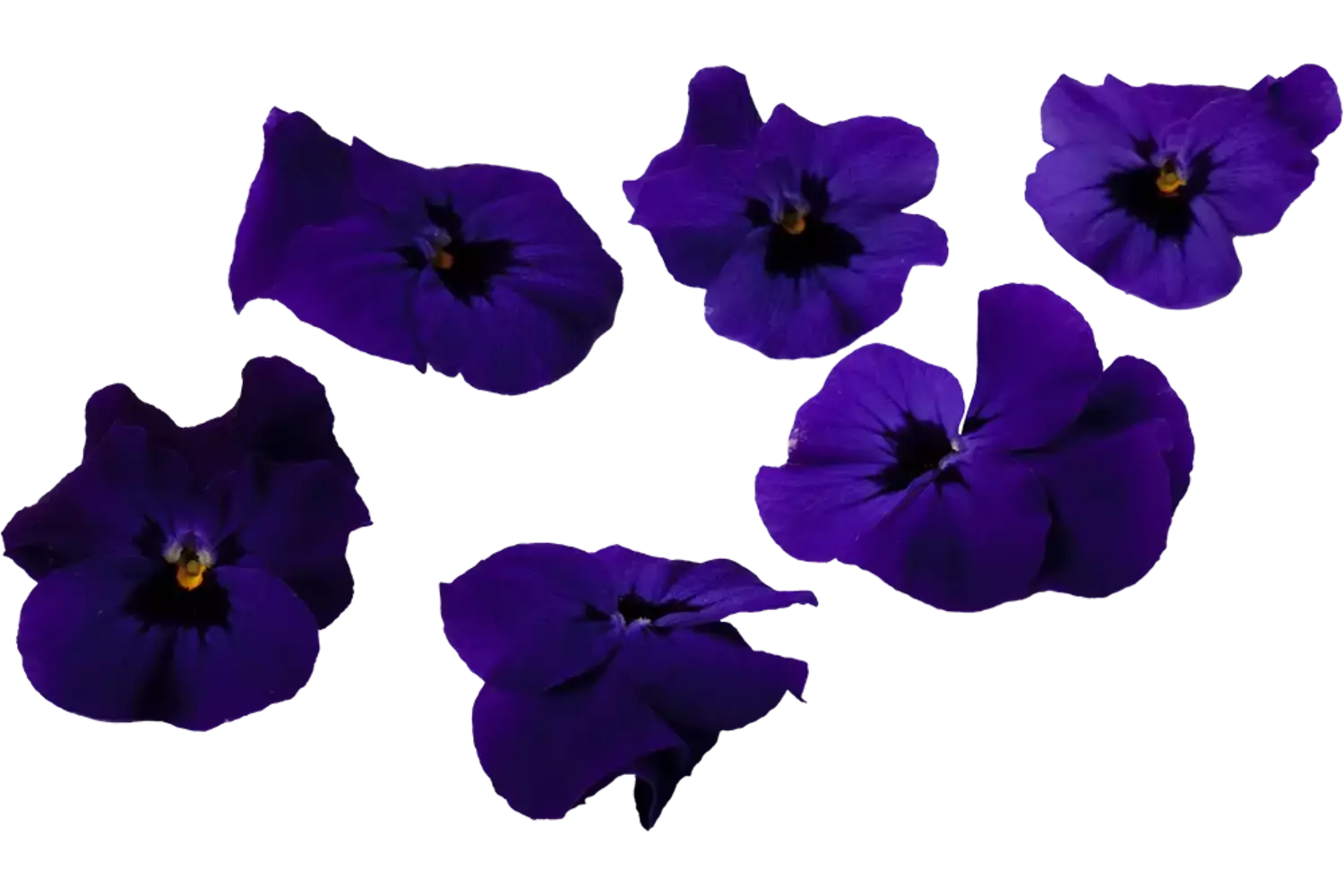Eetbare bloem Viooltjes paars 22st. stuk