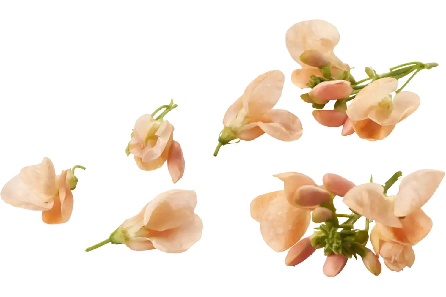 Eetbare bloem Zalmbloem 20st. stuk