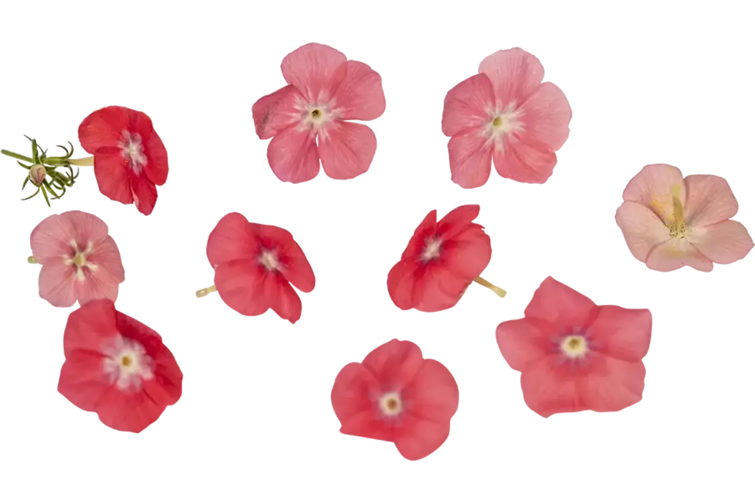 Edible flower Flame flower 20pc piece