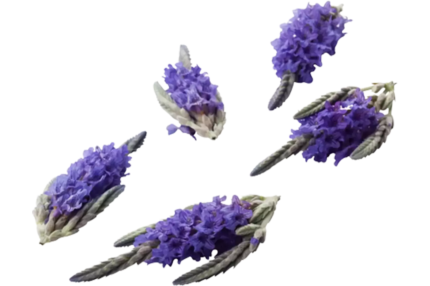 Edible flower Lavender 20pc piece