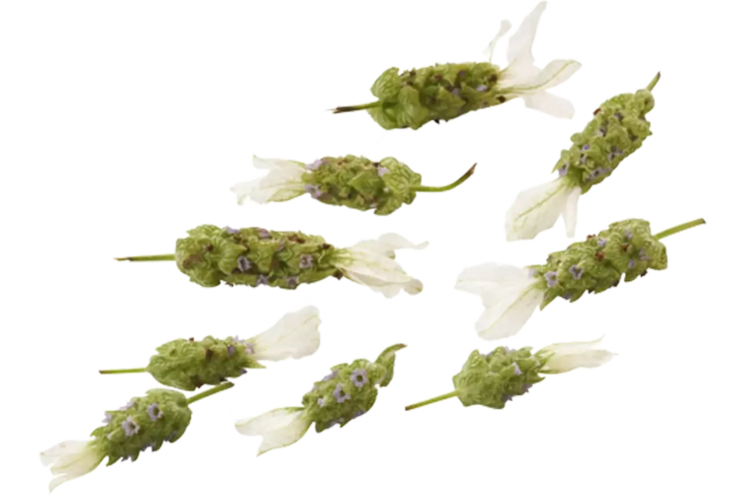 Eetbare bloem Lavendel wit 20st. stuk