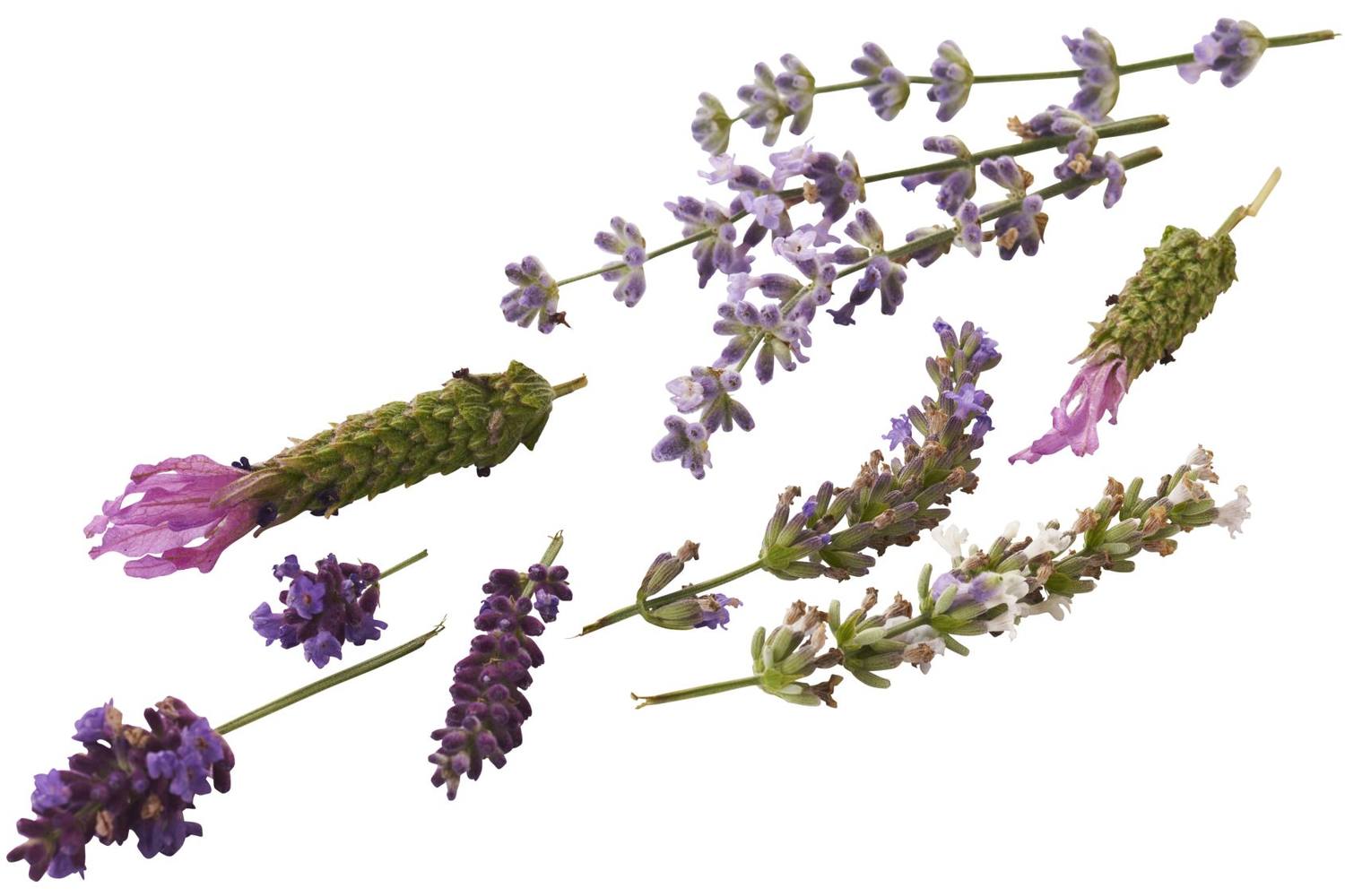 Eetbare bloem Lavendel mix 20st. stuk 1
