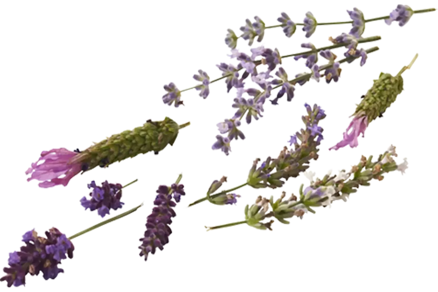 Edible flower Lavender mix 20pc piece