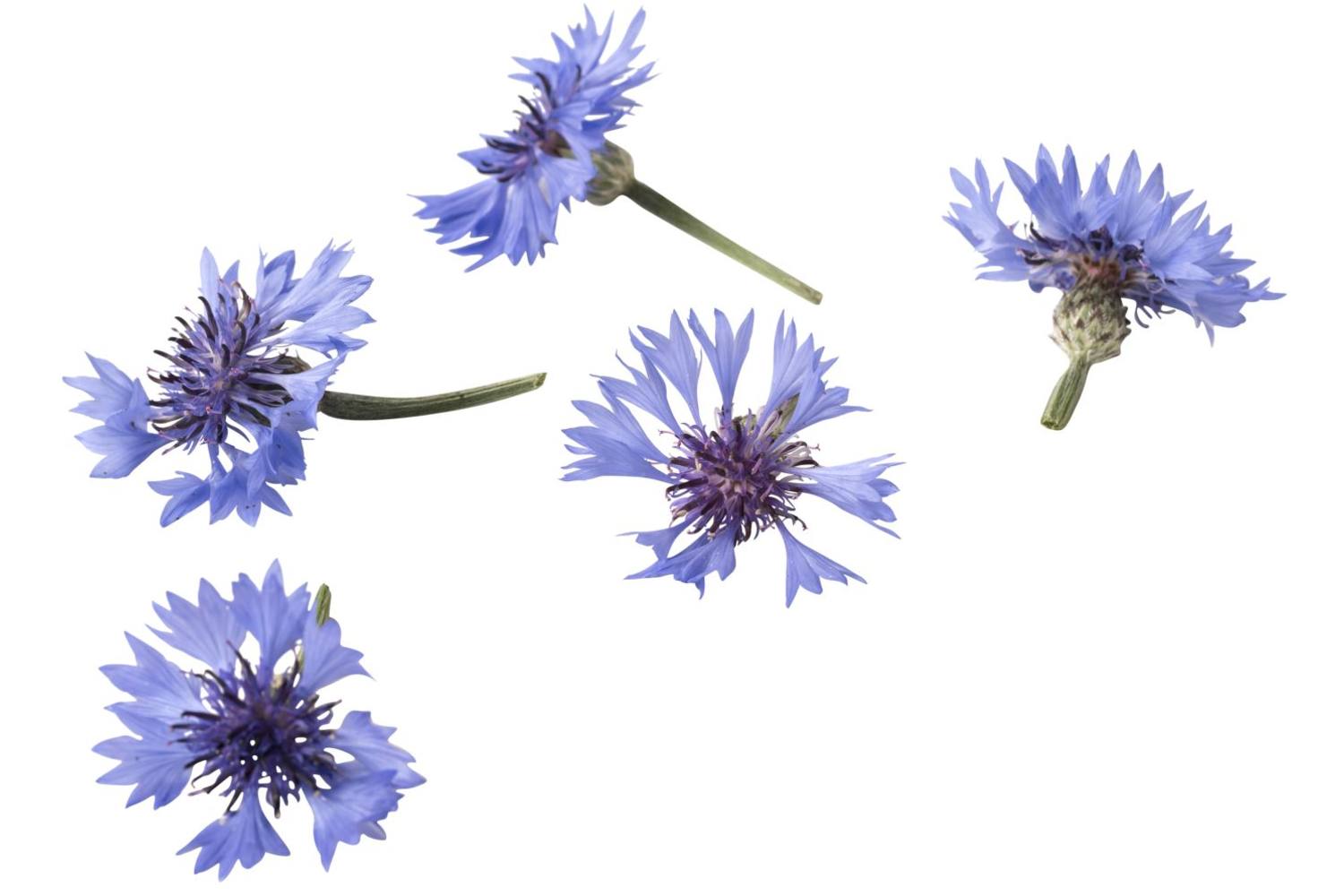 Eetbare bloem Korenbloem blauw 15st. stuk 1