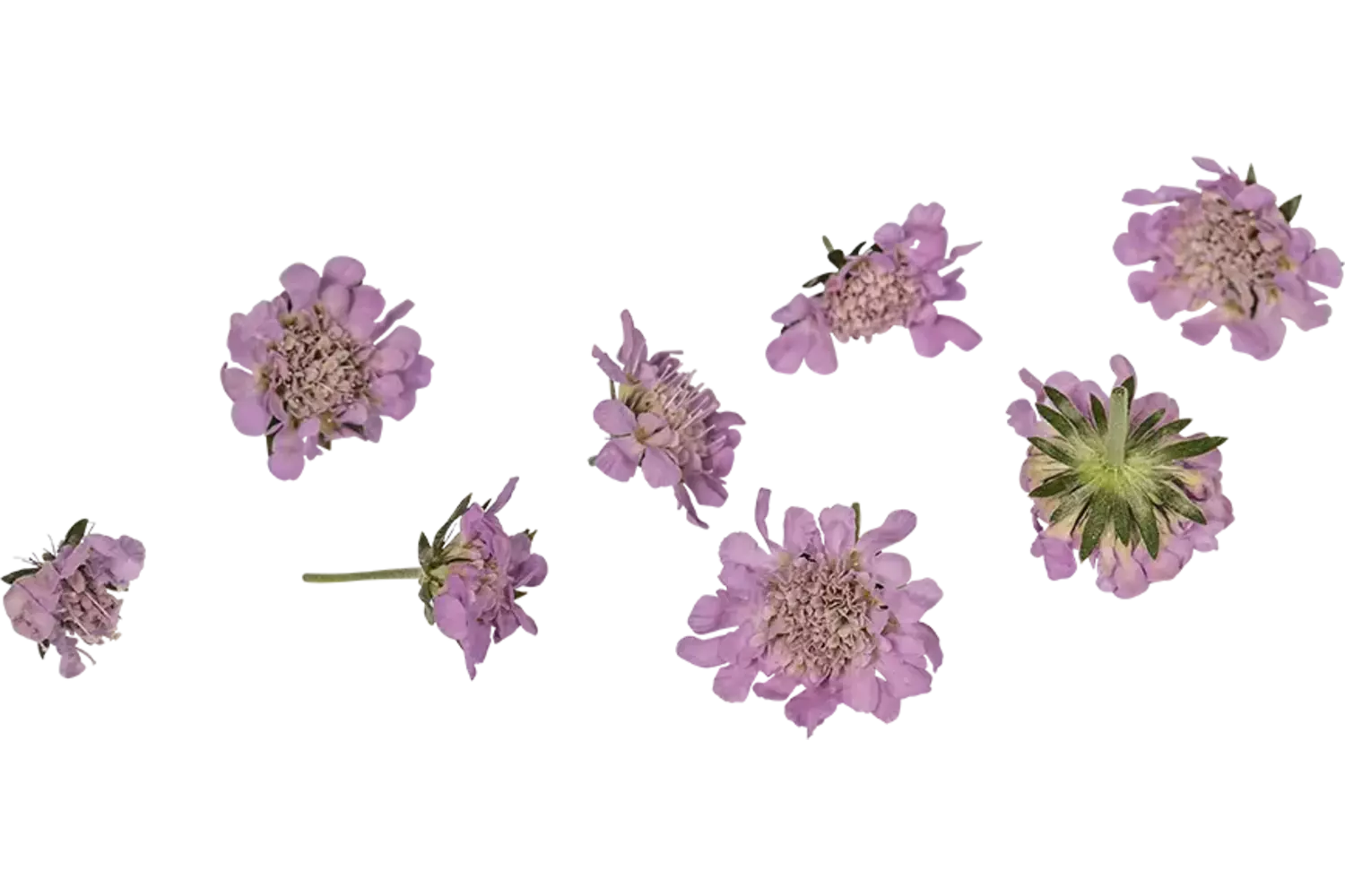 Eetbare bloem Duifkruidbloem lila 8st. stuk
