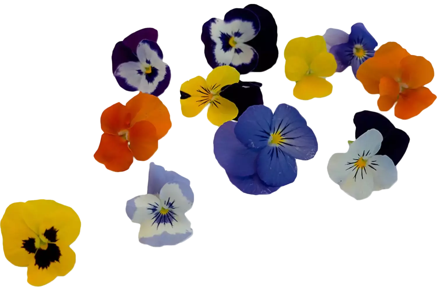 Edible flower Violets mix 25 pcs piece