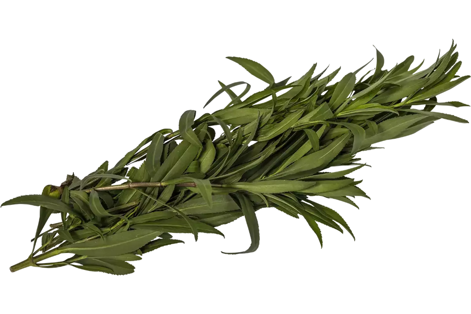 Estragon mexicain 50g pièce