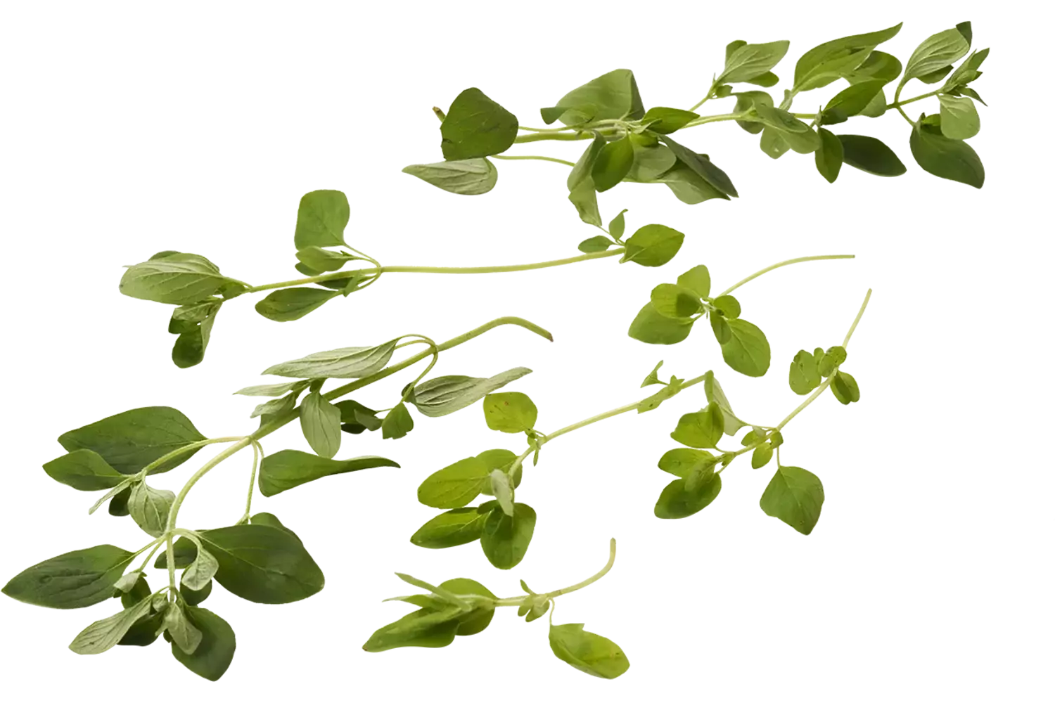 Wilde Marjolein 20gr. stuk
