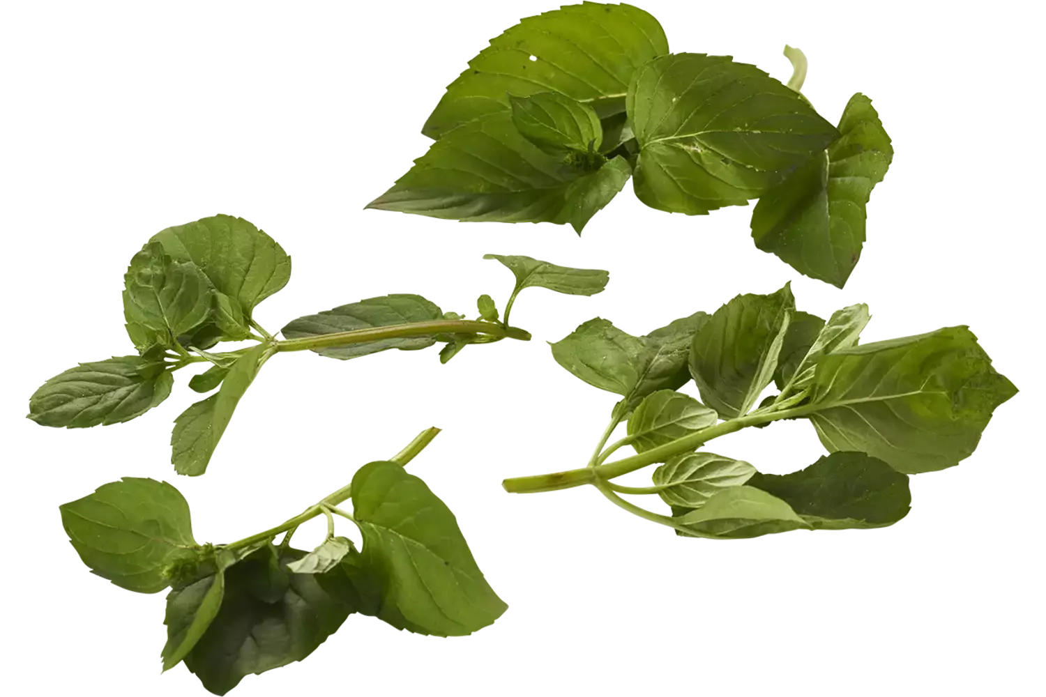 Menthe mandarin 20g pièce