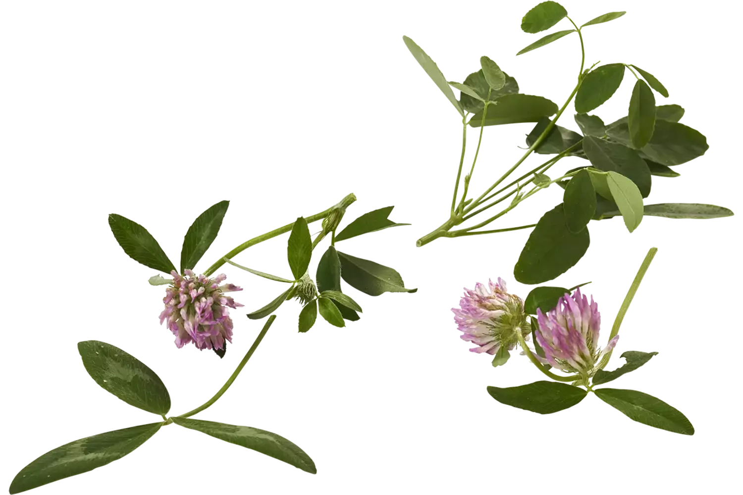 Honey clover 20gr piece
