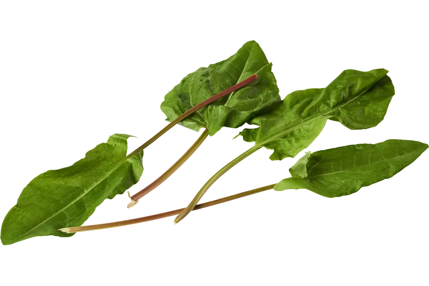 Oseille cheveaux 30g pièce