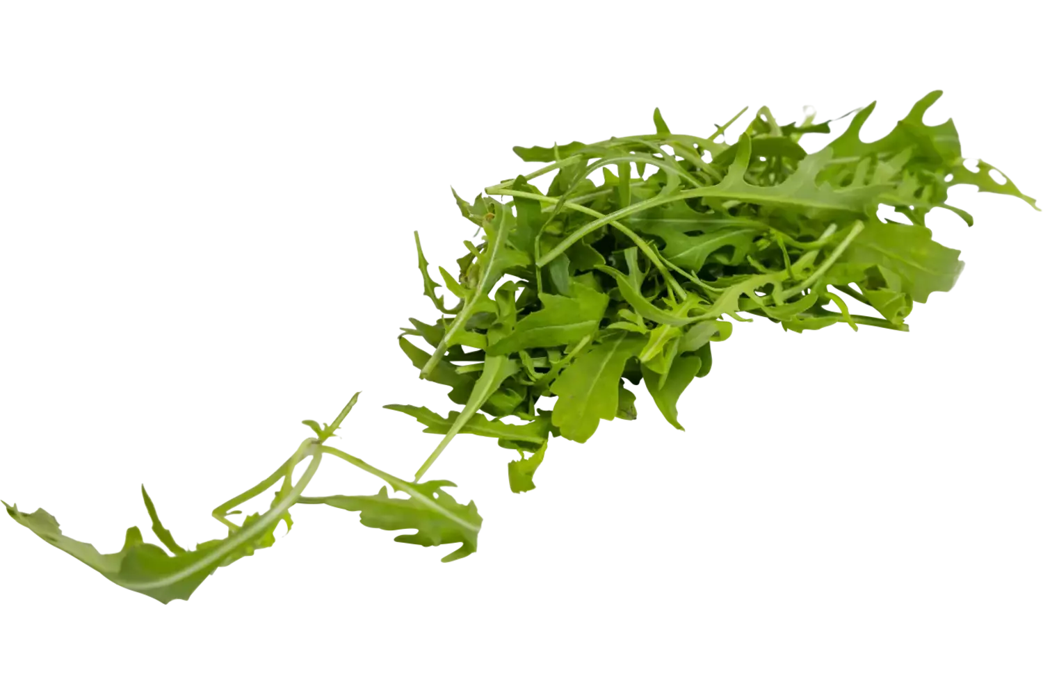 Rucola cress 20gr. stuk