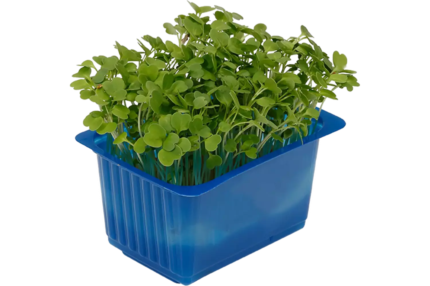 Rucola cress single stuk