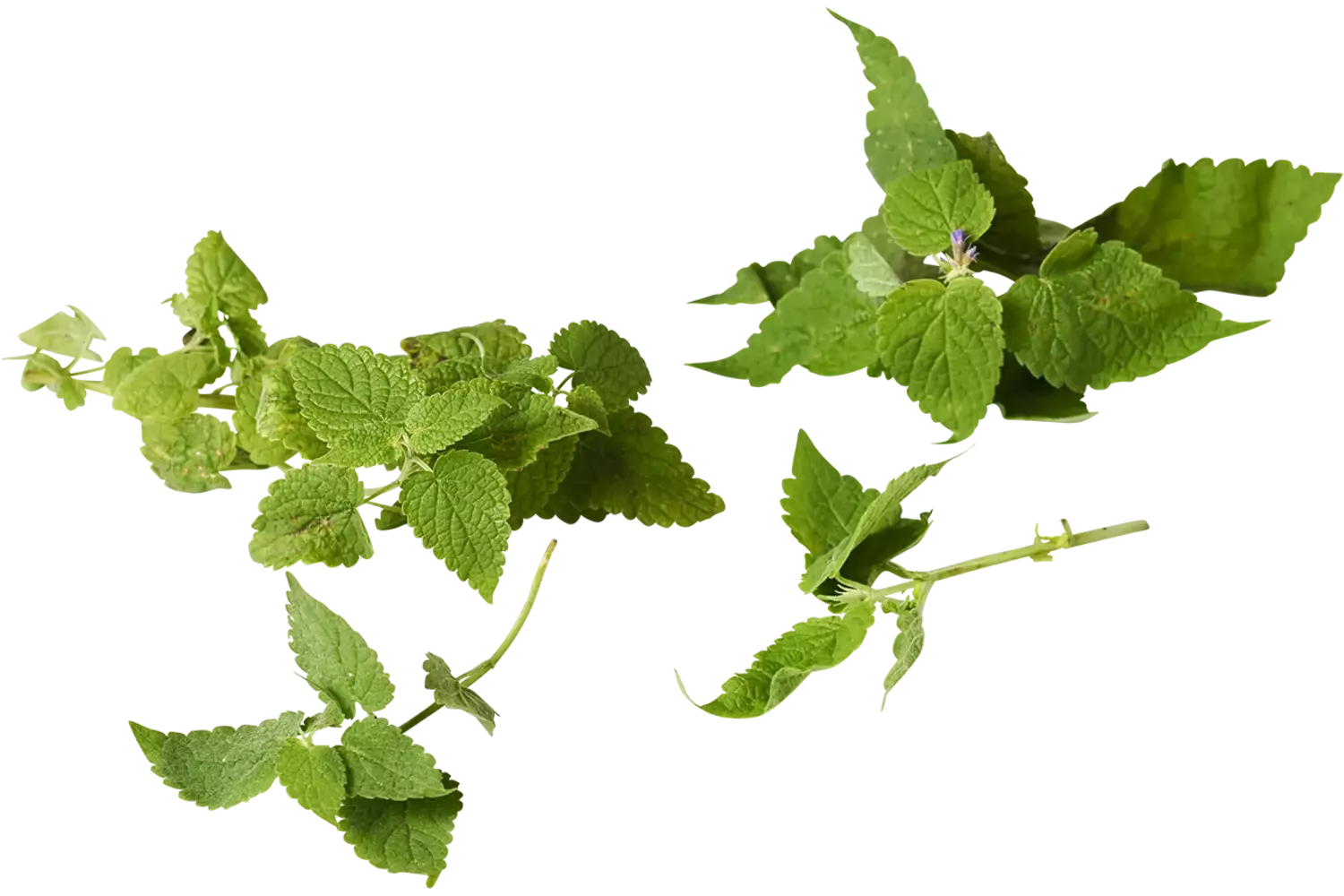 Korean mint piece