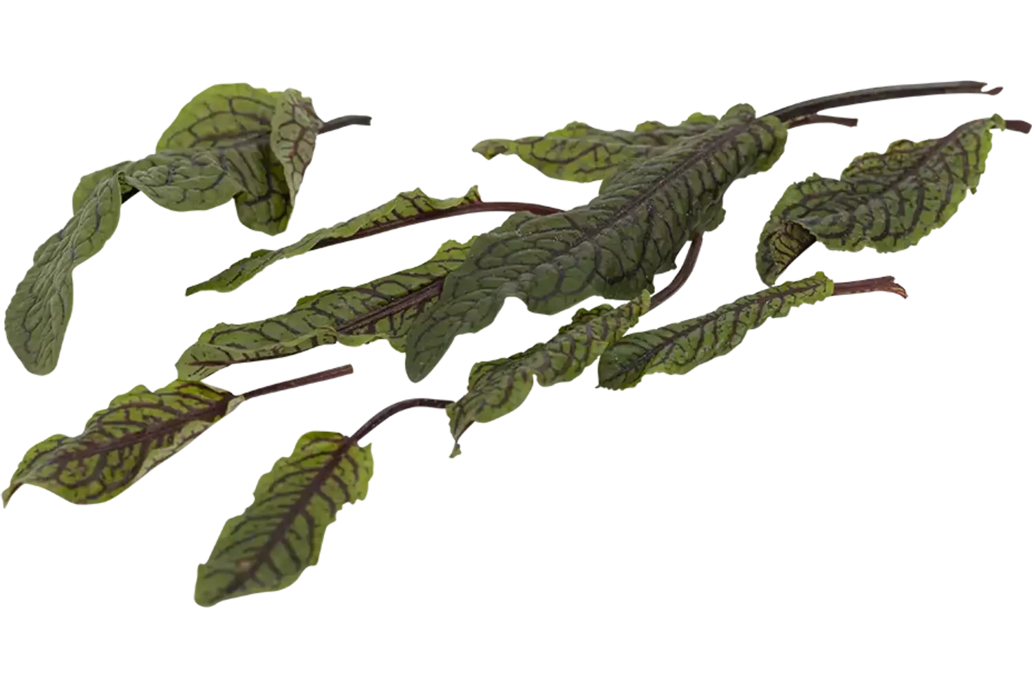 Blood sorrel bush piece